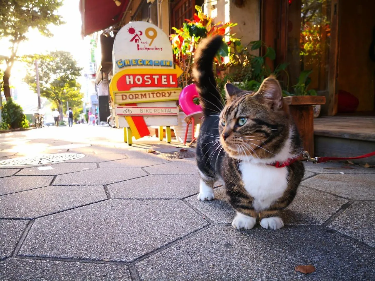 ホテル 谷9　バックパッカーズ大阪 0*, 大阪市